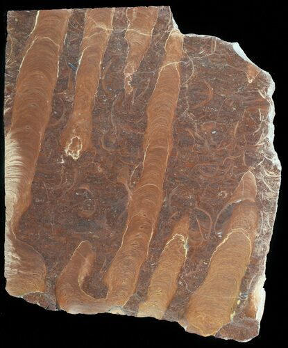 Polished Stromatolite (Jurusania) From Russia - Million Years #57552
